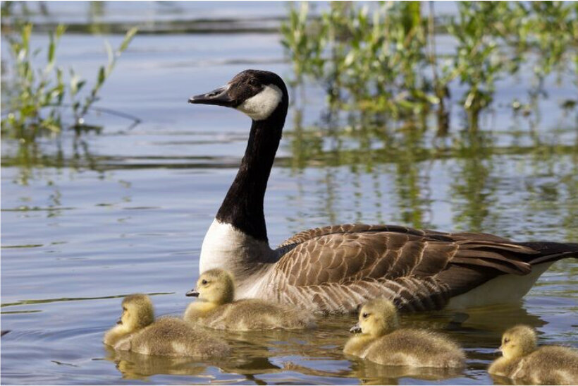 Schwimmende Gänse-Familie, Foto: Matthias Overmann 