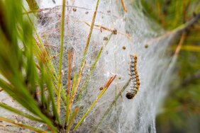Eichenprozessionsspinner im Nest
