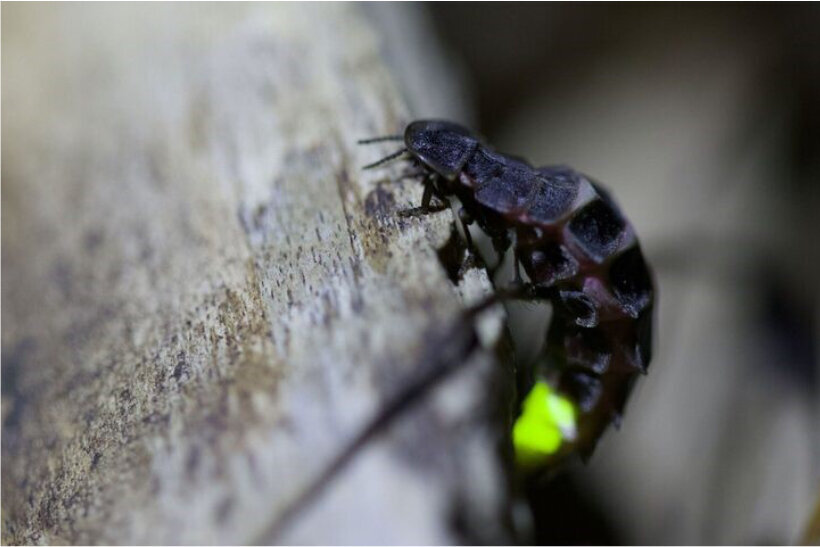 Leuchtkäfer, Foto Matthias Overmann 