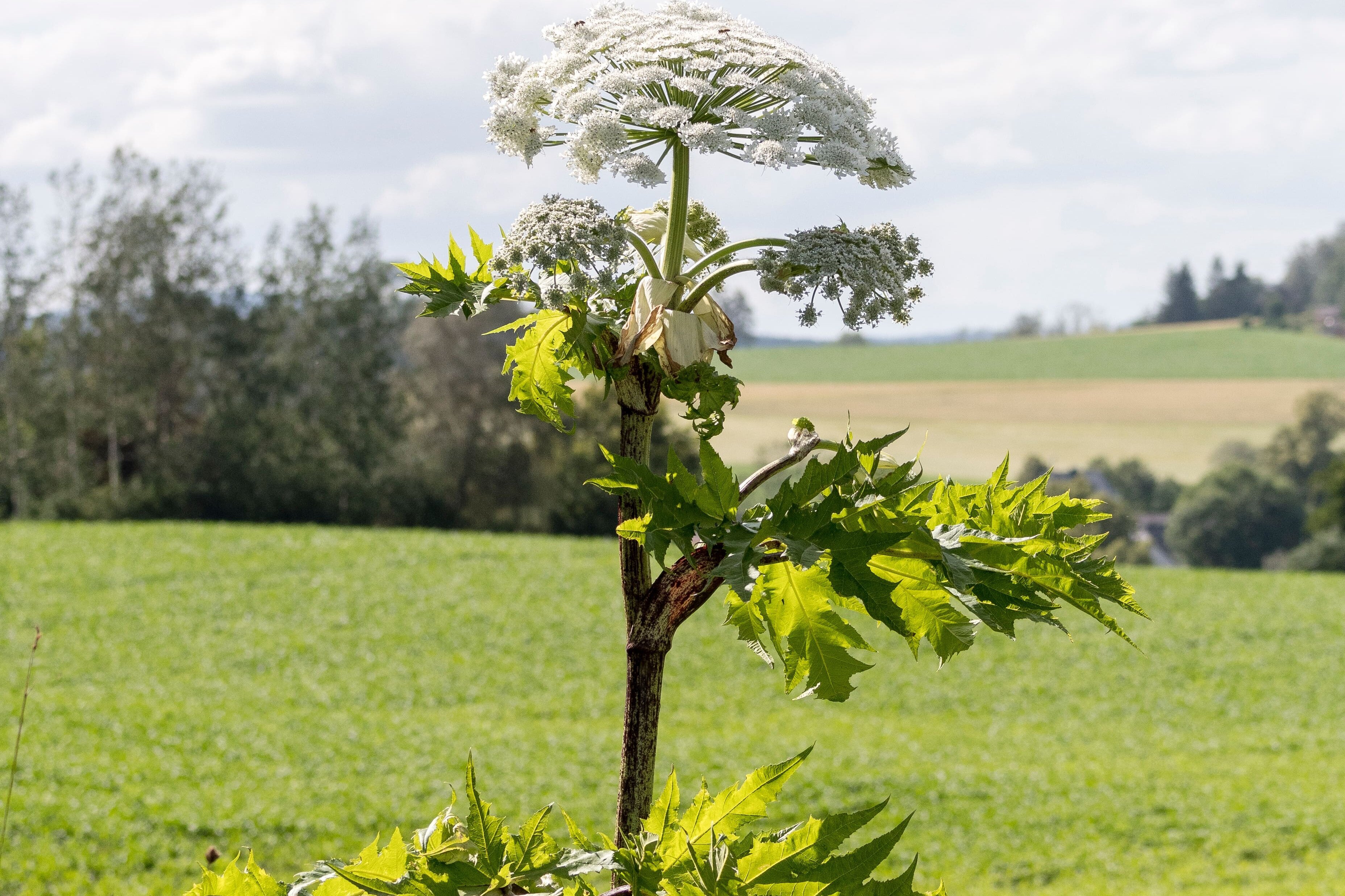 Die Pflanze Riesenbärenklau