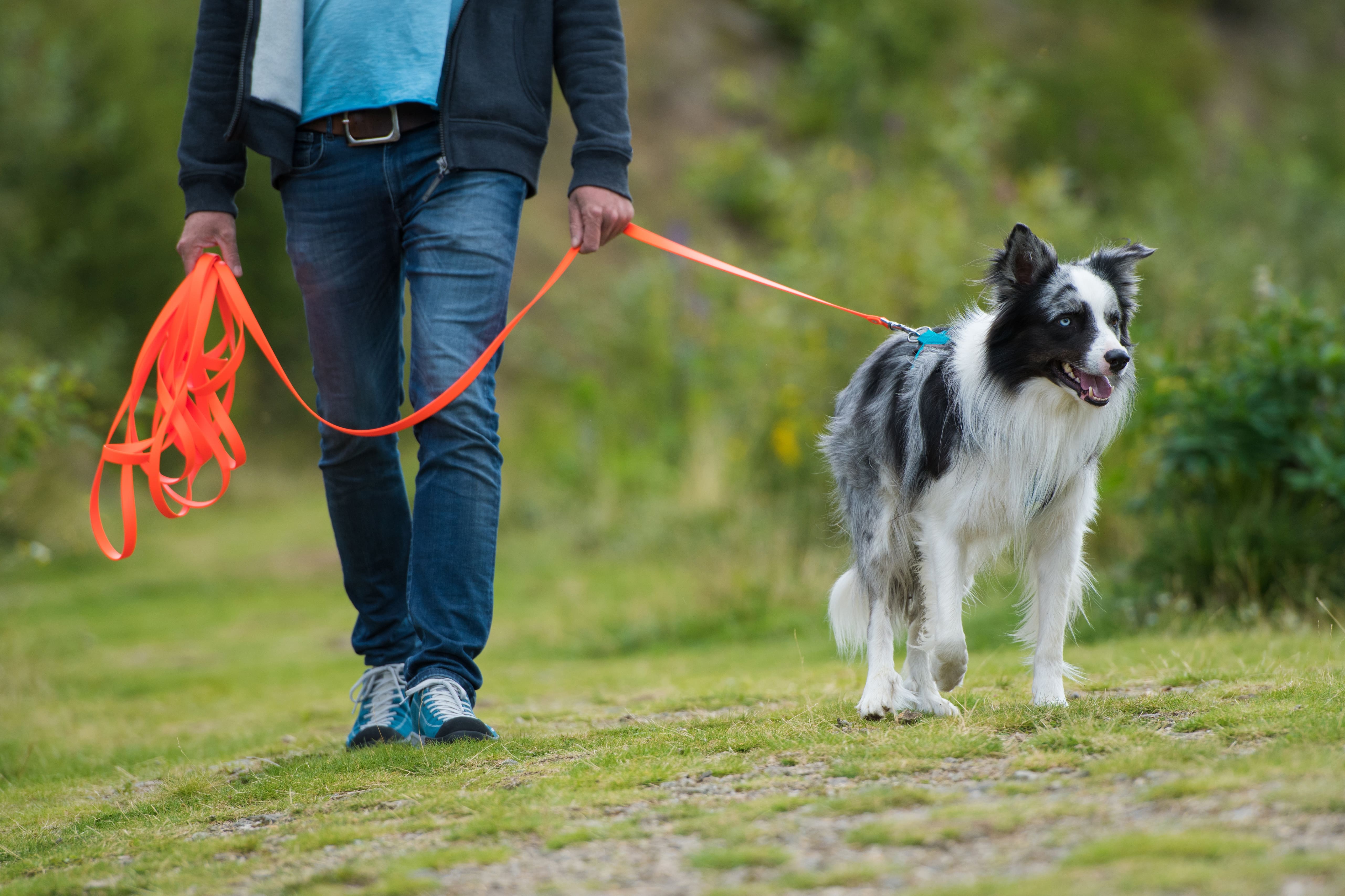 Ein Hund wird von seinem Herrchen an einer roten Leine geführt