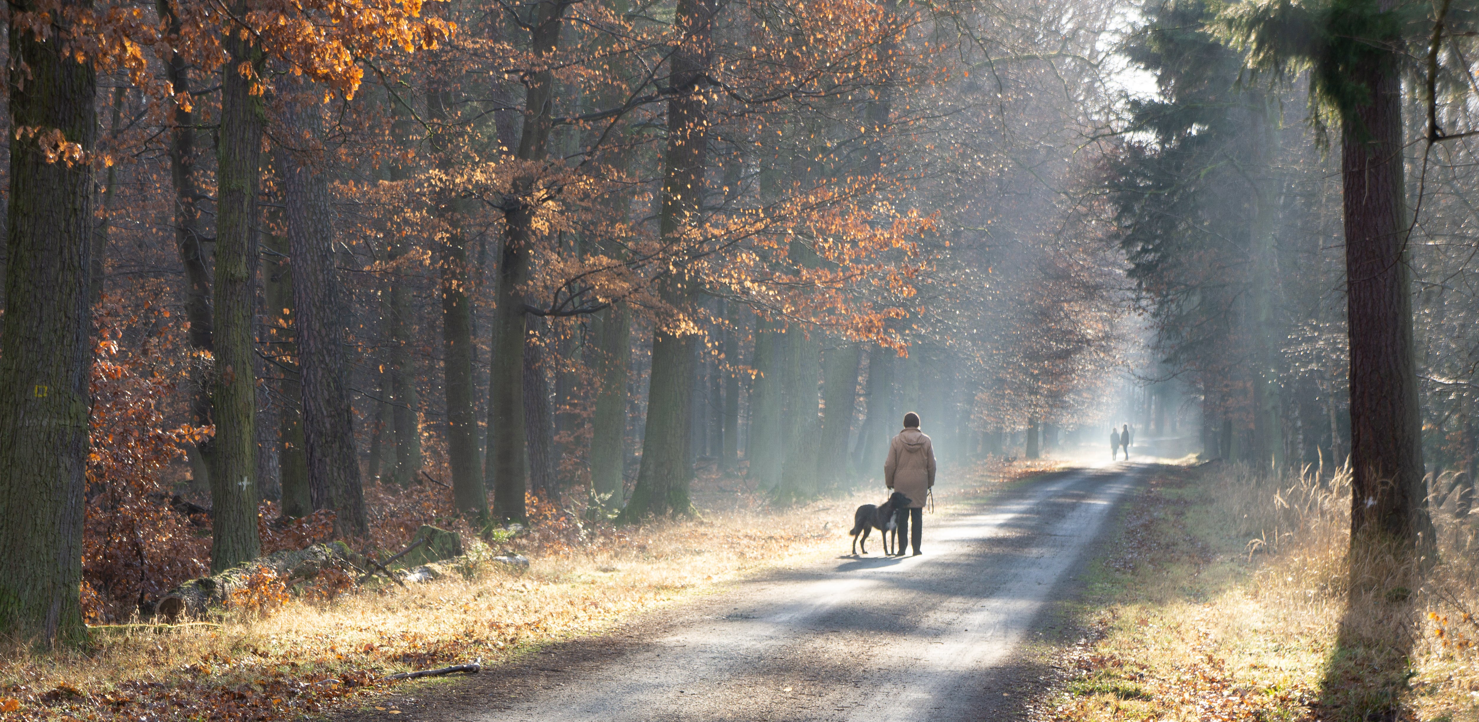 Ein Hund und sein Herrchen gehen auf einem Waldweg spazieren